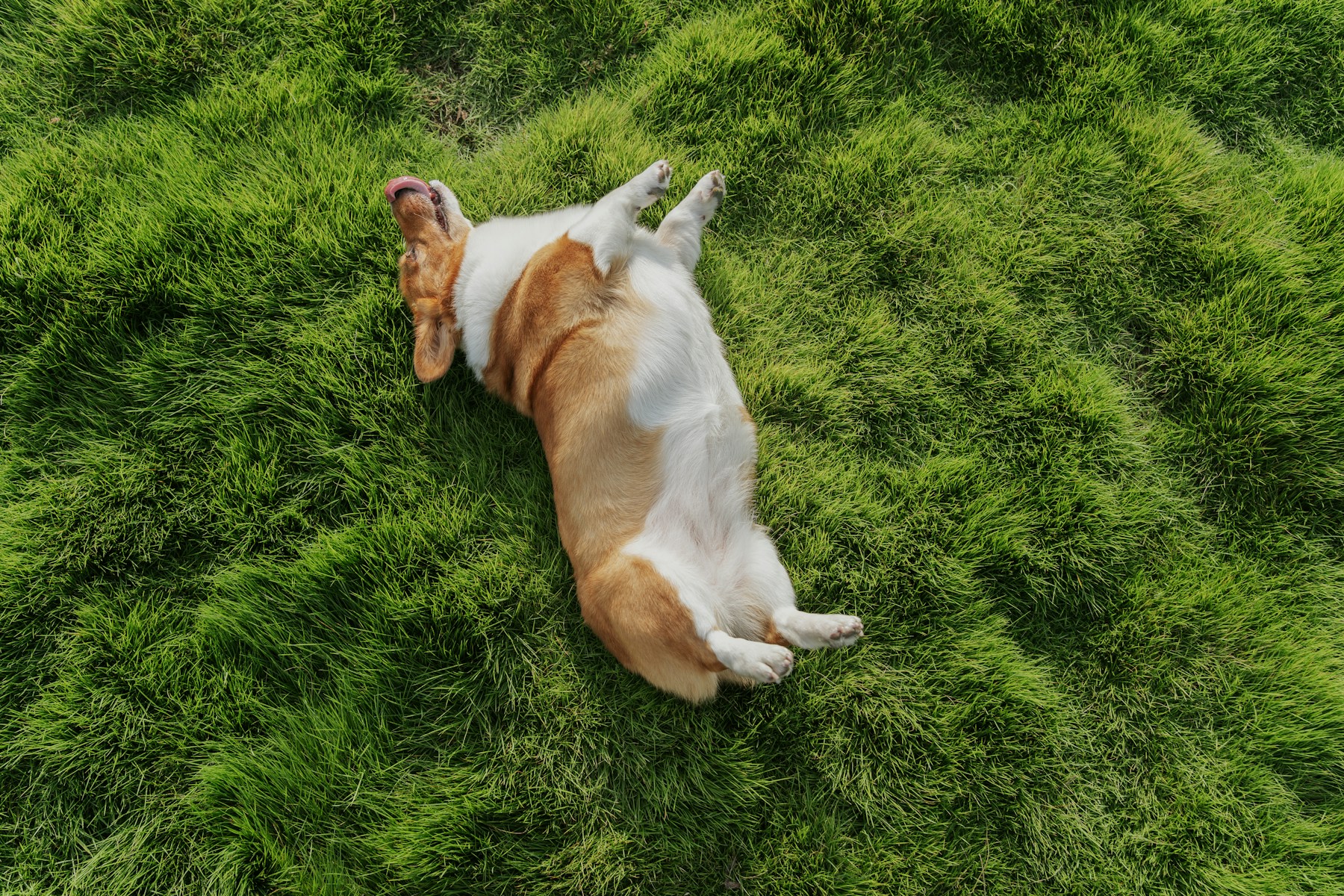 A joyful corgi rolling in sunny grass