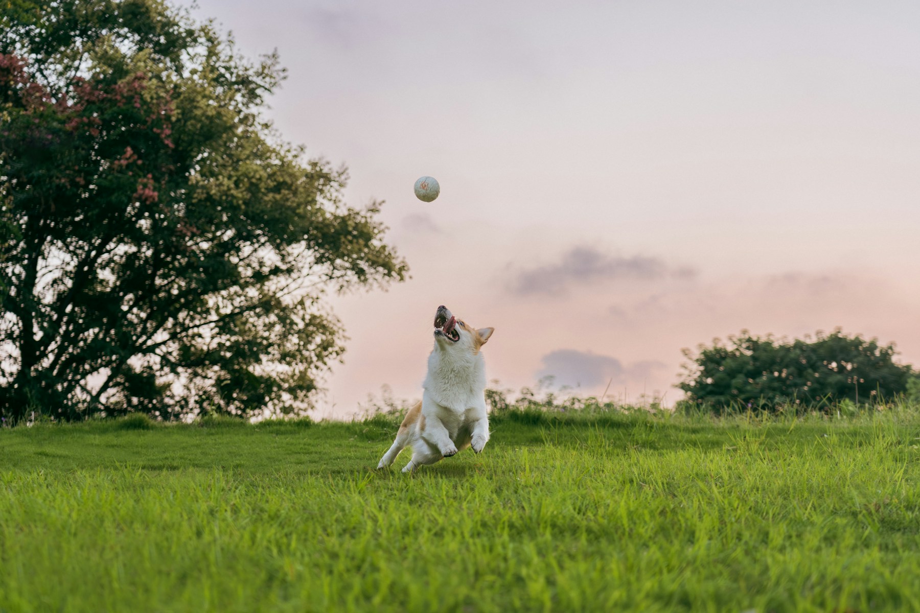 A corgi leaping to catch a ball