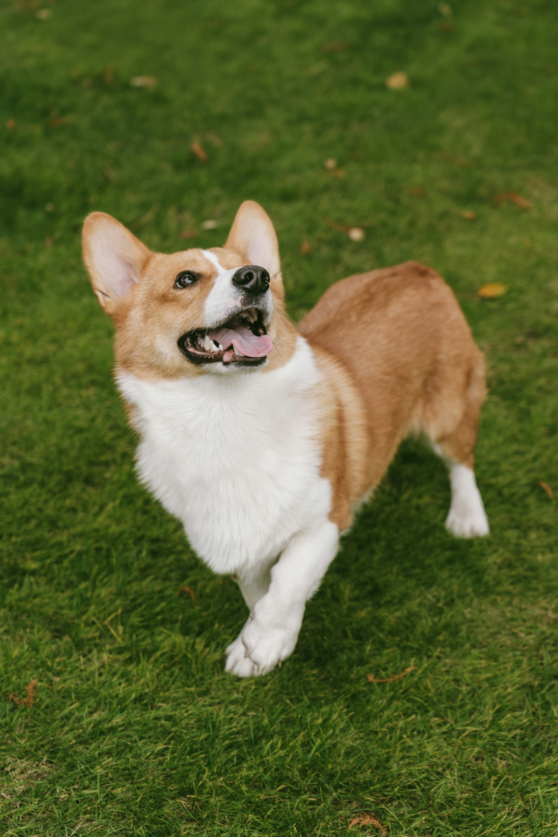 A cheerful corgi bounding through grass
