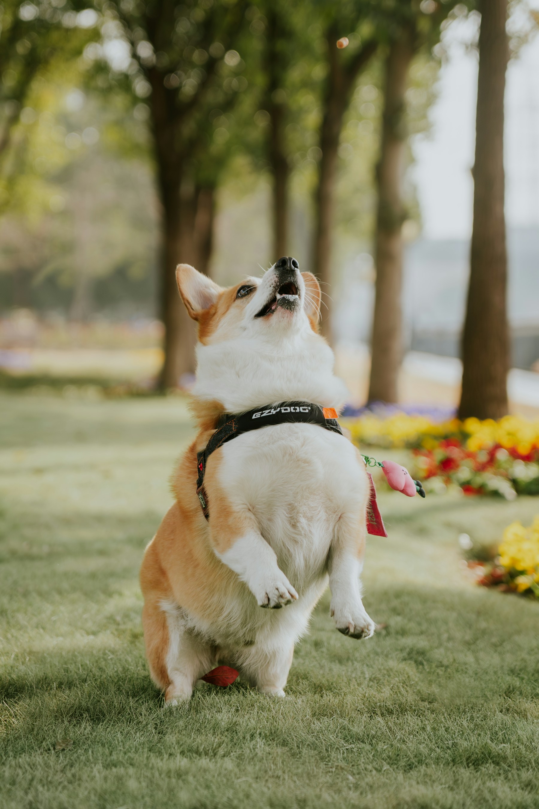 A corgi jumping in a sunlit park