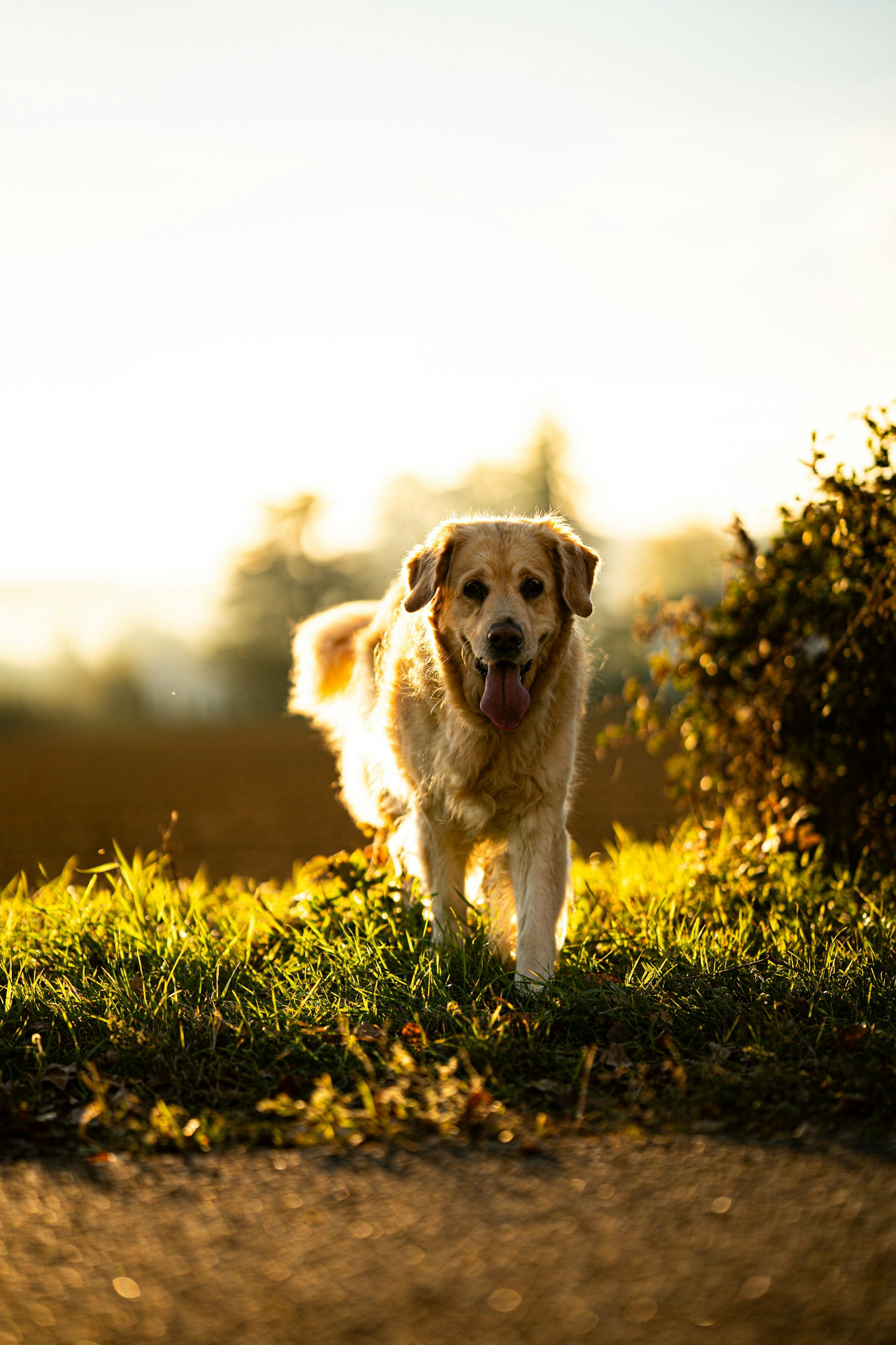 A golden retriever exploring at golden hour